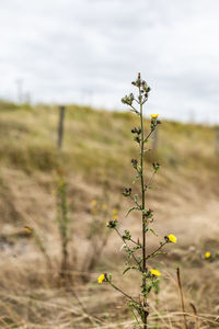 Scenic view of flowering plant on field