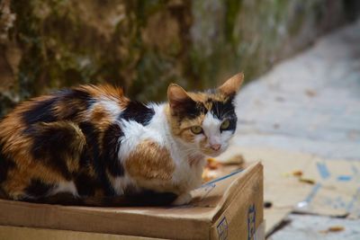 Portrait of cat relaxing on box over footpath