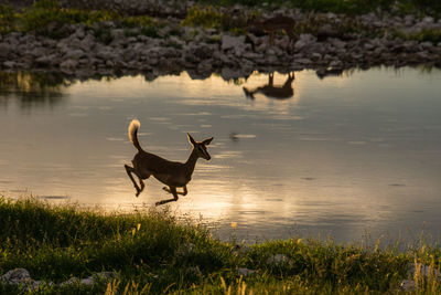 Young birds flying over lake