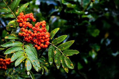 Close-up of red berries growing on tree