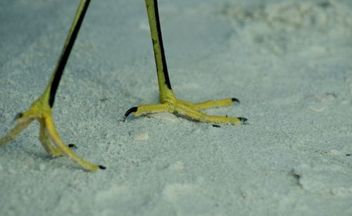 High angle view of yellow leaf on sand