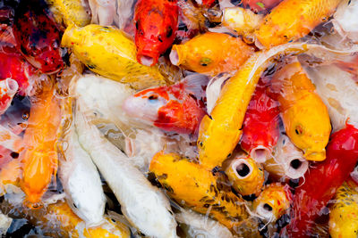 High angle view of fish swimming in market