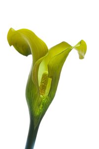 Close-up of flower over white background