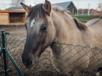 Close-up of horse by chainlink fence