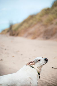 Small dog on beach