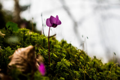 Close-up of pink flowering plant
