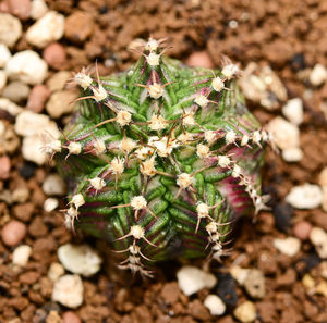 Close-up of plant