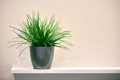 Close-up of potted plant on table against wall