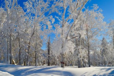 Snow covered trees in forest