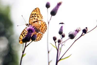 Close-up of butterfly pollinating on purple flower