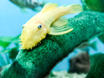 Close-up of fish swimming in sea