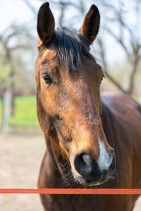 Close-up of horse in pen