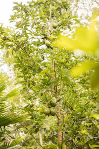 Low angle view of fruits growing on tree