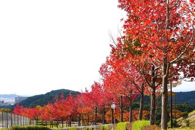 Red trees against clear sky