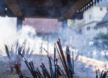 Close-up of plants against building