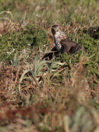 View of an animal on field