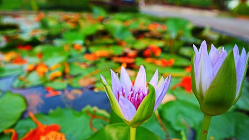 Close-up of lotus water lily