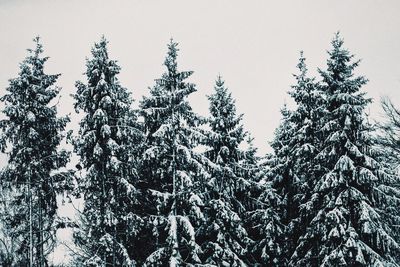 Low angle view of trees