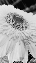 Close-up of white flower