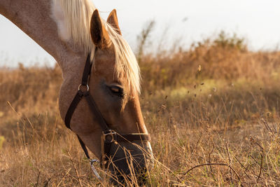 Horse grazing in a pasture with grass.