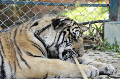 Close-up of tiger in zoo