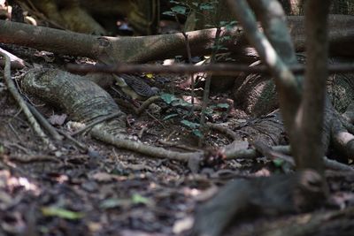 Close-up of tree trunk