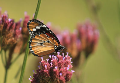 African monarch butterfly sitting on a flower at a summer meadow