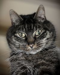 Portrait of cat