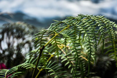 Close-up of fern growing on tree