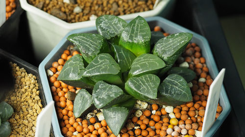 High angle view of fruits in container