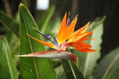 Close-up of orange flower blooming outdoors