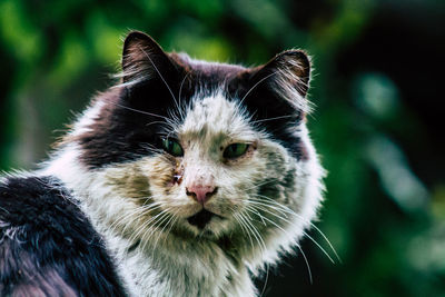 Close-up portrait of a cat