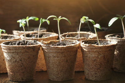 Close-up of potted plant