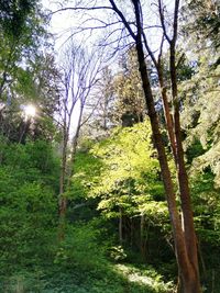 Trees in forest