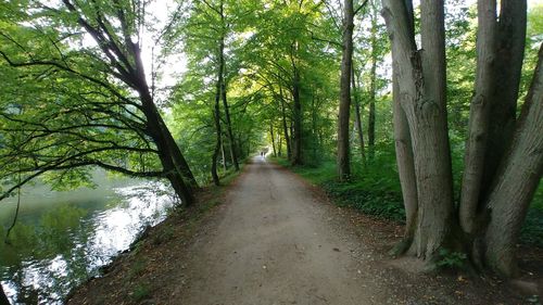 Dirt road amidst trees in forest