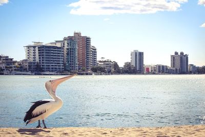 Bird perching on railing by sea against sky