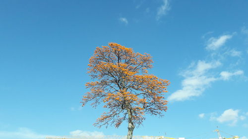 Low angle view of tree against sky