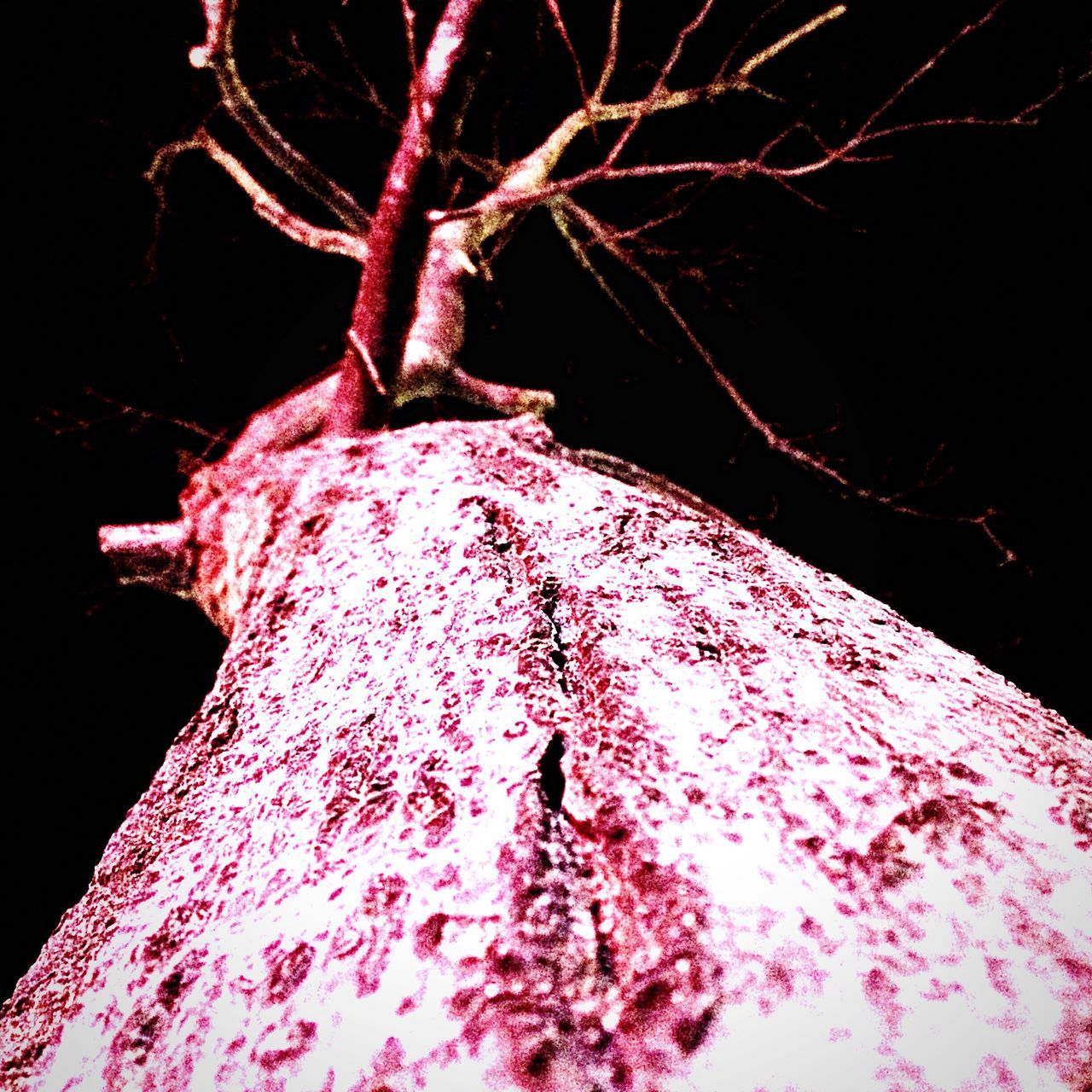 night, branch, red, illuminated, low angle view, close-up, dark, tree, nature, pink color, beauty in nature, outdoors, no people, black background, growth, bare tree, season, sky, clear sky, studio shot