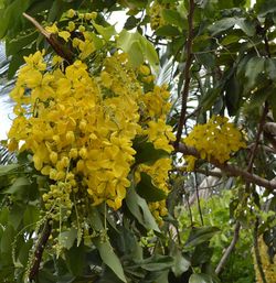 Low angle view of yellow flowers