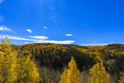 Yellow flowers on landscape against blue sky