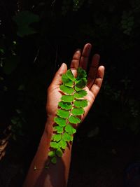 Close-up of hand holding leaves