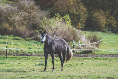 Horse standing in a field