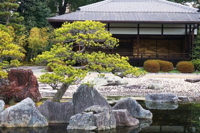 Flower trees and plants