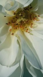 Close-up of white flower