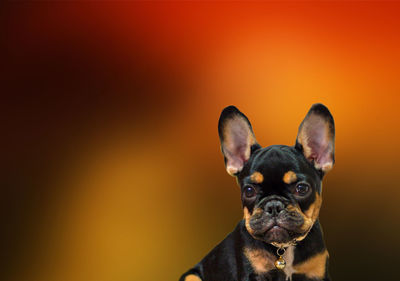 Portrait of a dog over black background