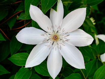 Close-up of white clematis blooming in park