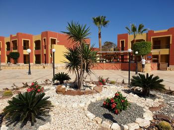 Palm trees by building against clear sky