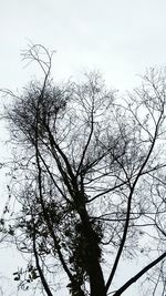 Low angle view of silhouette bare tree against clear sky