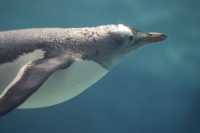 Close-up of fish swimming in sea