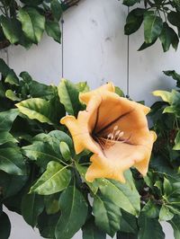 Plant growing on tree